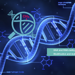 甲基化的检测和应用