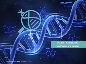 甲基化的检测和应用