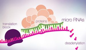 miRNA的检测方法及其意义